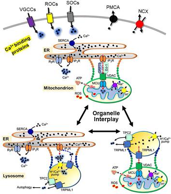 Ca2+ Dyshomeostasis Links Risk Factors to Neurodegeneration in Parkinson’s Disease